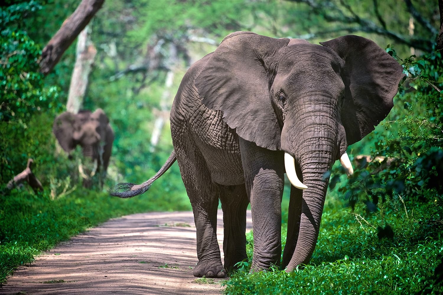 Ultimate 5-Day Tanzania Wildlife Safari